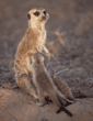 meerkat nursing babies
