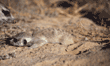 adult and baby meerkats