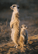 meerkat baby with adult