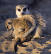 meerkat baby with adult