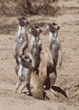 meerkat group
