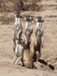meerkat group