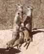 meerkat group