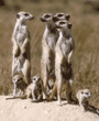 meerkat group