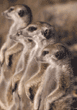 group of meerkats