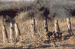 group of meerkats