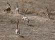 meerkats running