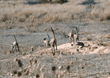 running meerkats