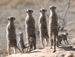 meerkat group