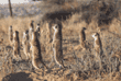 group of meerkats