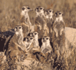 group of meerkats
