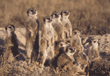 group of meerkats