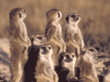 group of meerkats