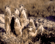 group of meerkats