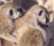 meerkat babies playing