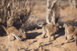 baby meerkats at play