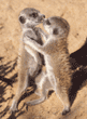 meerkat babies playing