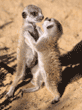 meerkat babies playing