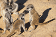 baby meerkats at play