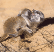 baby meerkats at play