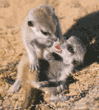 baby meerkats at play