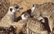 meerkats playing