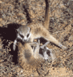 baby meerkats playing