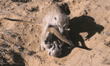 meerkats at play