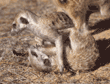 meerkats playing