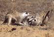 meerkats playing