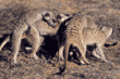 meerkats at play