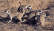 meerkats at play