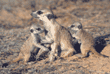 baby meerkats playing