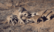 meerkats at play