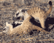 baby meerkats playing