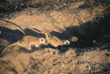 meerkats digging