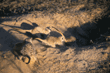 meerkats digging