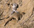 baby meerkats digging