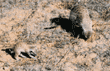 meerkats foraging