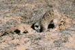 meerkats foraging