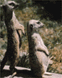 meerkats