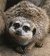 meerkats