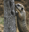 meerkats