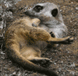 meerkats