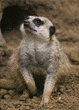 meerkats