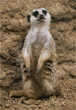 meerkats
