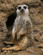 meerkats