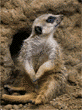 meerkats