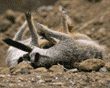 meerkats