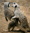 meerkats